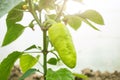 Small green pepper grows on a branch in a greenhouse. Royalty Free Stock Photo