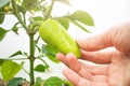 Small green pepper grows on a branch in a greenhouse. Royalty Free Stock Photo