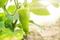 Small green pepper grows on a branch in a greenhouse. Royalty Free Stock Photo