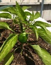 Small Green Pepper Plant