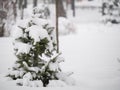 Small green pine tree under snowdrift at winter Royalty Free Stock Photo