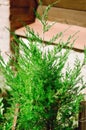 Small green pine trees in the pots decorating modern interior. Selective focus