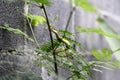 small green pit viper hides