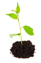 Small green plant Royalty Free Stock Photo