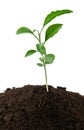 Small green plant Royalty Free Stock Photo