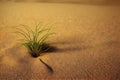 Small green plant against background of dry cracked desert. Royalty Free Stock Photo