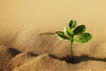 Small green plant against background of dry cracked desert. Royalty Free Stock Photo