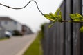 Small green plant on branch - stretch of road, houses, wooden fence in background - blurred background