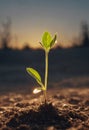 A small green plant is breaking through the soil, reaching towards the sunlight. The plant shows early signs of growth Royalty Free Stock Photo