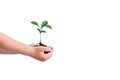 Small green plant cupped in child`s hands isolated on white. Royalty Free Stock Photo