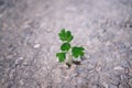 Small green plant emerging from barren land. Vitality concept. Royalty Free Stock Photo