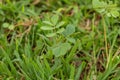 Small Green Plant Royalty Free Stock Photo