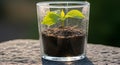 Small green plant in glass container Royalty Free Stock Photo