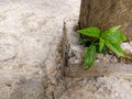 Small green plant growing through cement concrete, strong small plant with green leaf