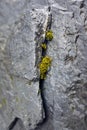 Small green plant is growing on crack stone wall