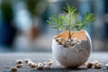 Small green plant growing in cracked eggshell Royalty Free Stock Photo