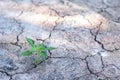 Small green plant growing on cracked ground drought summer season environment background Royalty Free Stock Photo