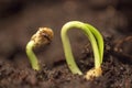 Small green plant growing in ground germinating from seeds springtime summer nature process Royalty Free Stock Photo