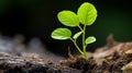 a small green plant is growing out of the ground Royalty Free Stock Photo