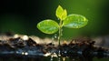 a small green plant is growing out of the ground Royalty Free Stock Photo