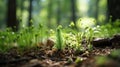 a small green plant growing out of the ground in a forest Royalty Free Stock Photo