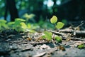 a small green plant growing out of the ground in the forest Royalty Free Stock Photo