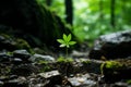 a small green plant growing out of the ground in the middle of a forest Royalty Free Stock Photo