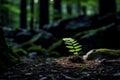 a small green plant is growing out of the ground in the middle of a forest Royalty Free Stock Photo