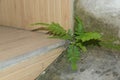 Small green plant growing out of muddy concrete Royalty Free Stock Photo