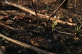 Small green plant growing out of the soil burned by forest fire Royalty Free Stock Photo