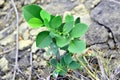 Small Green Plant growing in Stone Himachal Pradesh India Royalty Free Stock Photo