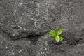Small green plant growing between stones. Royalty Free Stock Photo