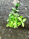 Small green plant growing between the stones Royalty Free Stock Photo