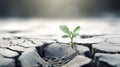 a small green plant grows out of a cracked and dry ground in a desert-like environment. The plant has two leaves and Royalty Free Stock Photo