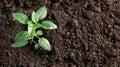 Small green plant grows out of rich soil Royalty Free Stock Photo