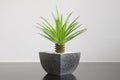 Small green plant for home decoration Royalty Free Stock Photo