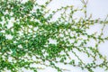 Small green plant or ivy leaves on the white painted concrete wall. Royalty Free Stock Photo