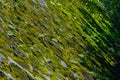 A small green plant and green moss on the stone walls in the sunlight