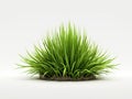 Small green plant, possibly grass or some type of vegetation. It is positioned on top of white background, with plant Royalty Free Stock Photo