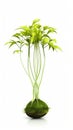 Small green plant, possibly an office plant or bonsai tree. It is sitting on top of white pedestal with clear glass