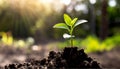 Small green plant rising from the ground, ecological concept, sun rays. Royalty Free Stock Photo