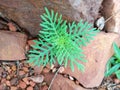 A Small Green Plant In Rocks