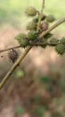 Small green plant seeds with thorns Royalty Free Stock Photo