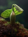 Small green plant with single flower. The flower has drop of water on it, which adds to its beauty and appeal. The Royalty Free Stock Photo