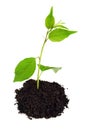 Small green plant with soil Royalty Free Stock Photo