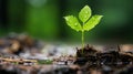 a small green plant sprouting from the ground Royalty Free Stock Photo