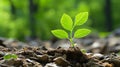 a small green plant sprouting from the ground Royalty Free Stock Photo