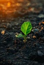 Small Green Plant Sprouting From Ground Royalty Free Stock Photo