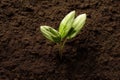 a small green plant sprouting from the ground in dirt with dirt and dirt behind it Royalty Free Stock Photo