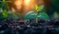 Small Green Plant Sprouting Out of Ground, A Sign of Life and Growth Royalty Free Stock Photo